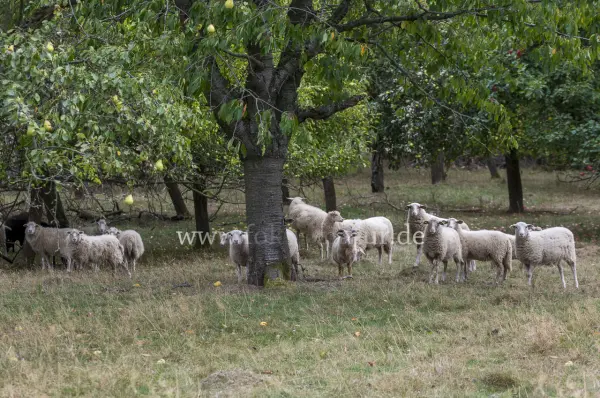 Fokus-Natur Bild
