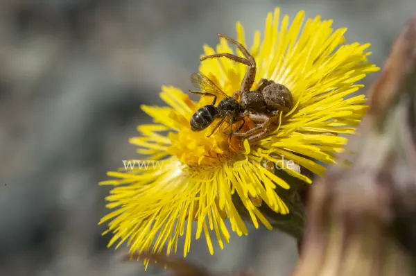 Fokus-Natur Bild