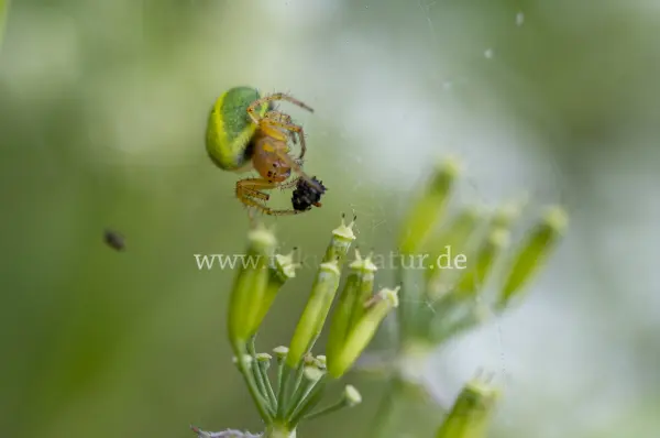 Fokus-Natur Bild