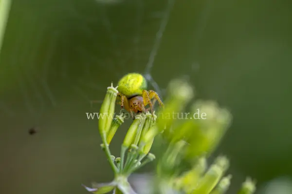 Fokus-Natur Bild