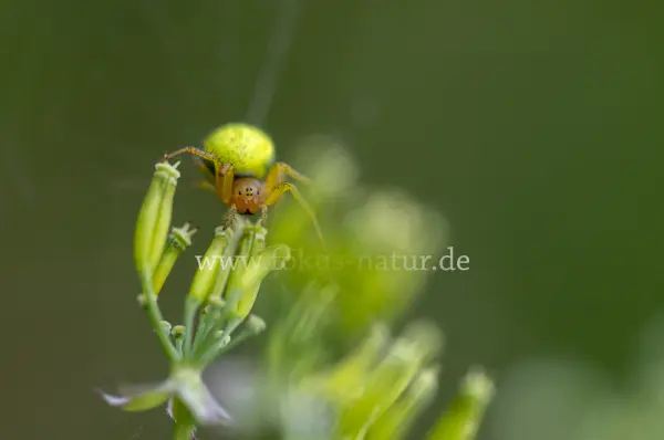 Fokus-Natur Bild