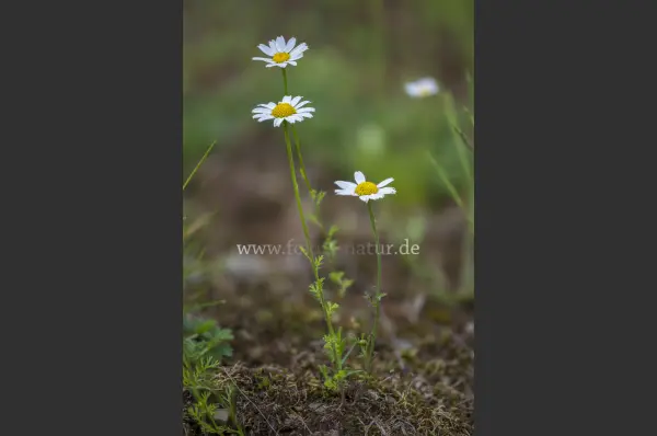 Fokus-Natur Bild