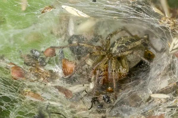 Fokus-Natur Bild