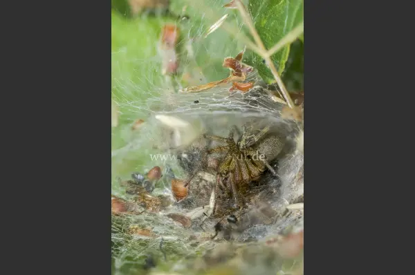 Fokus-Natur Bild
