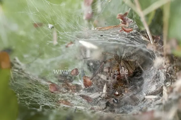 Fokus-Natur Bild