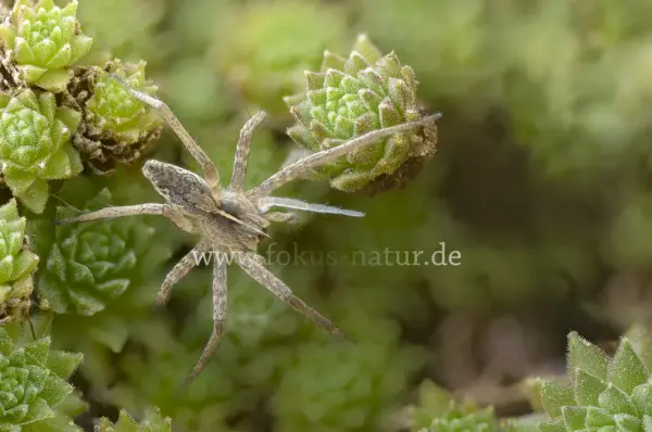 Fokus-Natur Bild
