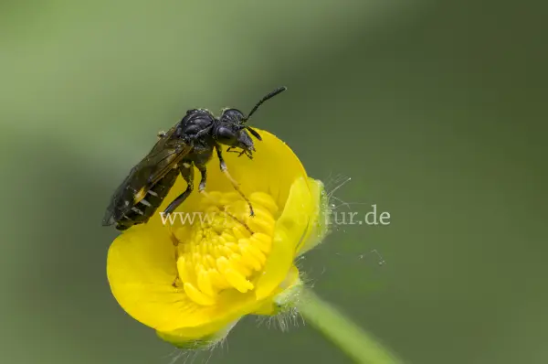 Fokus-Natur Bild
