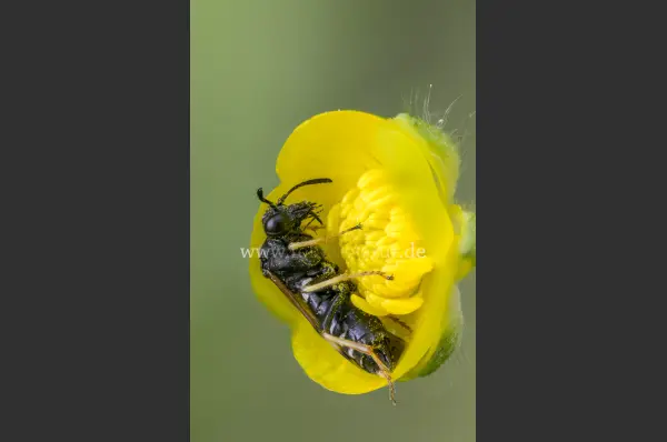 Fokus-Natur Bild