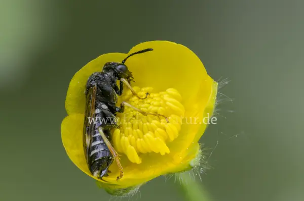 Fokus-Natur Bild