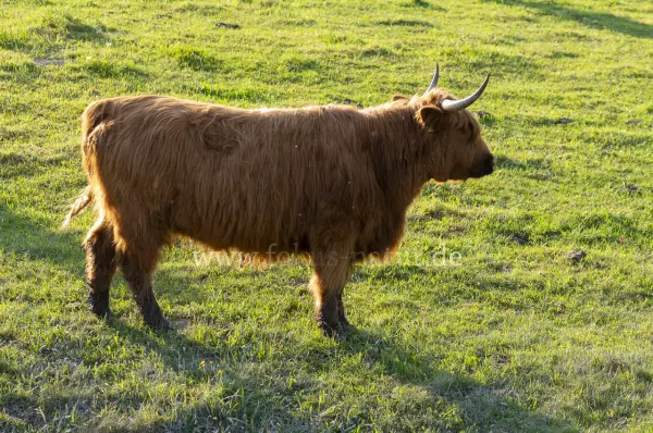 Fokus-Natur Bild