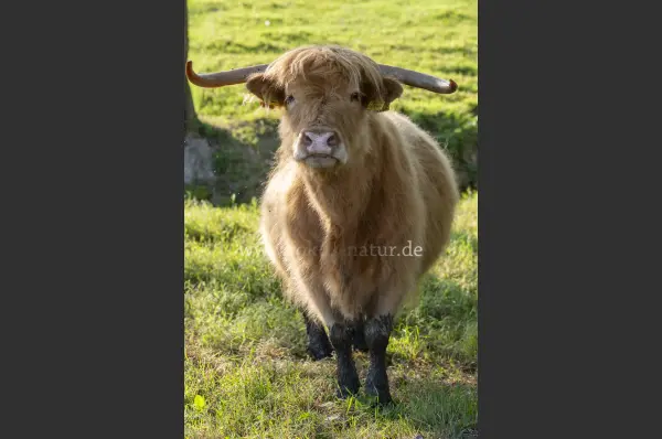 Fokus-Natur Bild