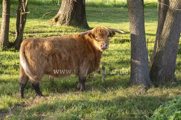 Fokus-Natur Bild