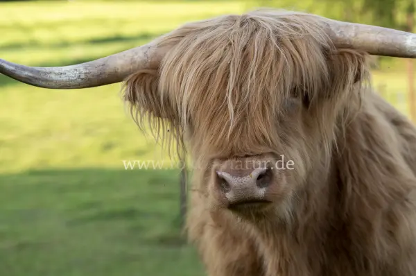 Fokus-Natur Bild