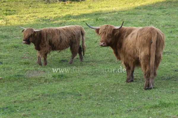 Fokus-Natur Bild