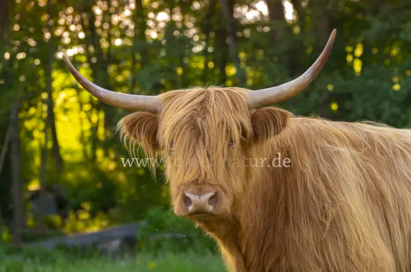 Fokus-Natur Bild