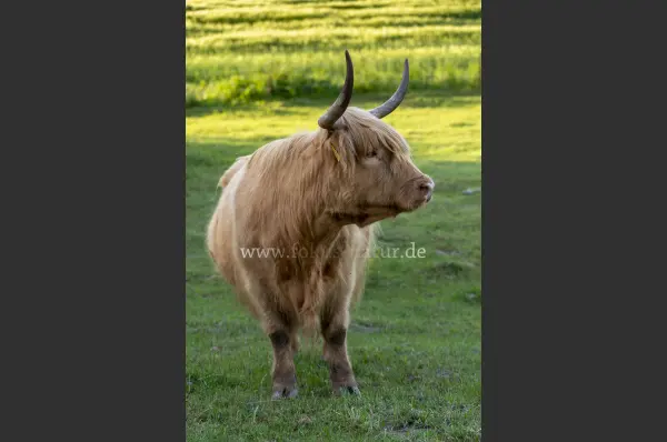 Fokus-Natur Bild