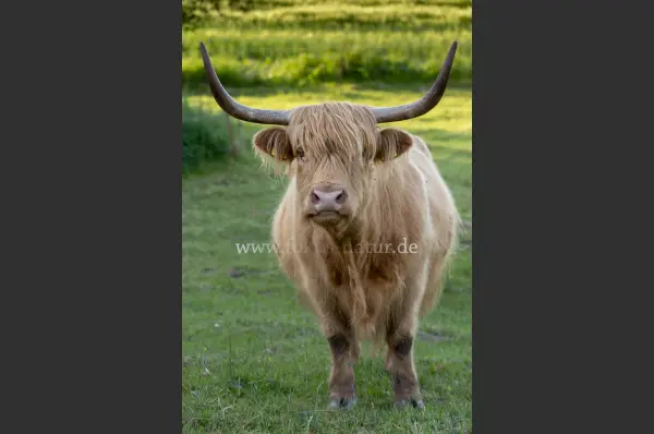 Fokus-Natur Bild