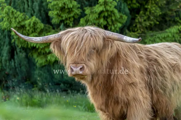 Fokus-Natur Bild