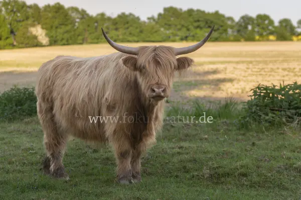 Fokus-Natur Bild