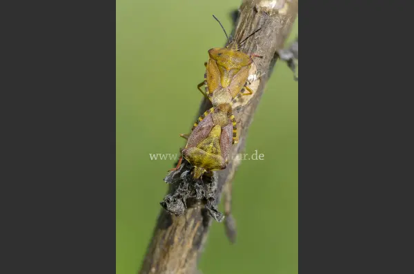 Fokus-Natur Bild