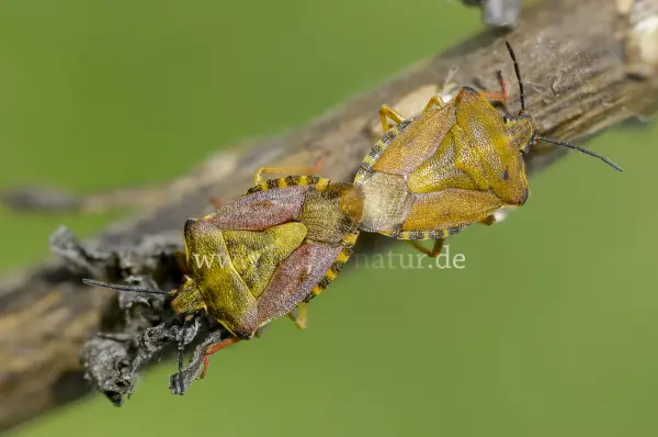 Fokus-Natur Bild