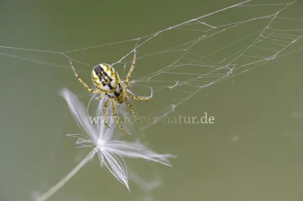 Fokus-Natur Bild