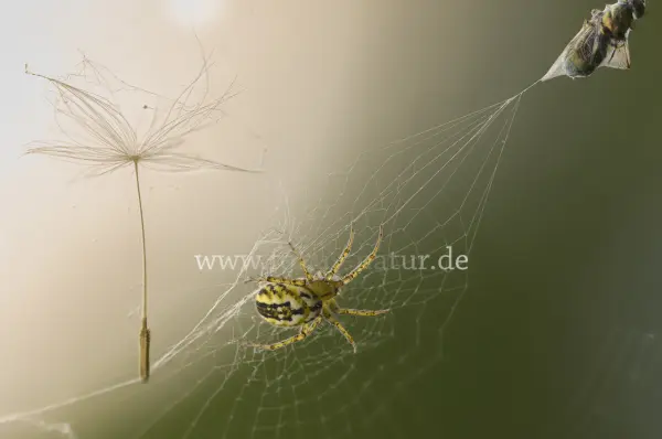 Fokus-Natur Bild