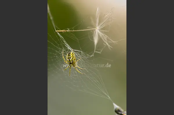 Fokus-Natur Bild