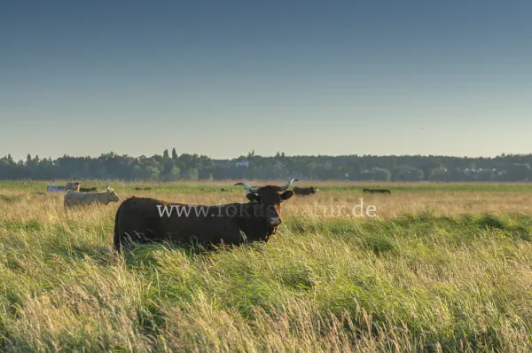 Fokus-Natur Bild