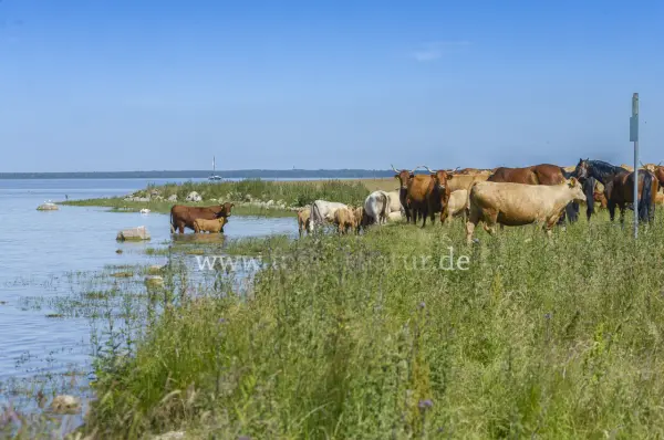 Fokus-Natur Bild