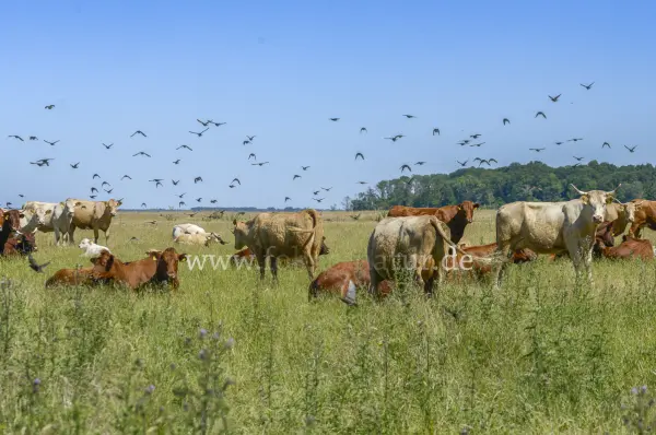 Fokus-Natur Bild