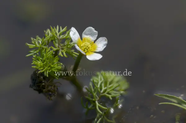 Fokus-Natur Bild