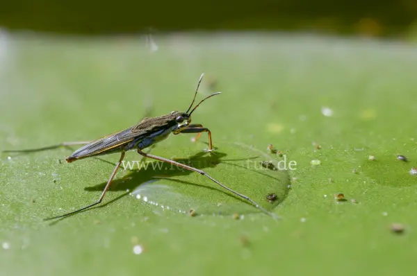 Fokus-Natur Bild