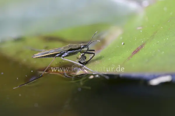 Fokus-Natur Bild