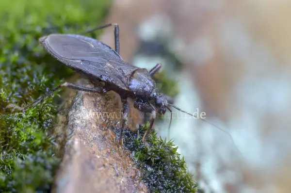 Fokus-Natur Bild