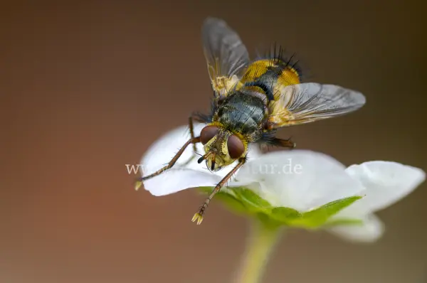 Fokus-Natur Bild