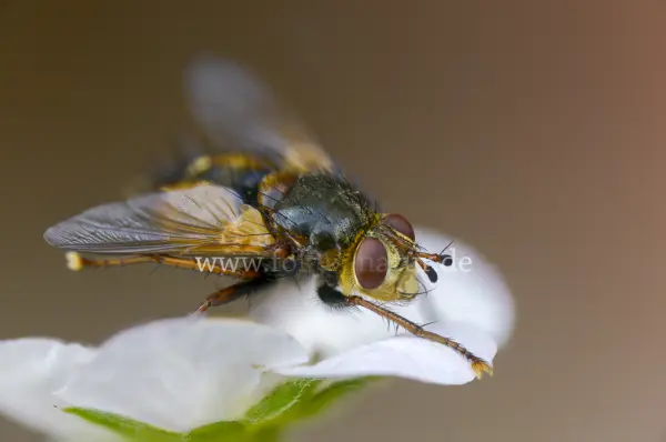 Fokus-Natur Bild