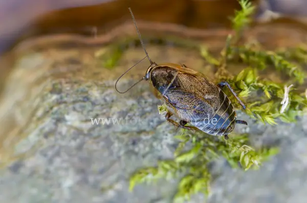 Fokus-Natur Bild