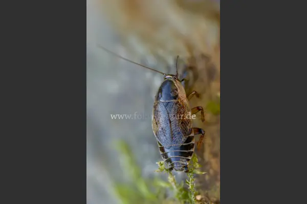 Fokus-Natur Bild