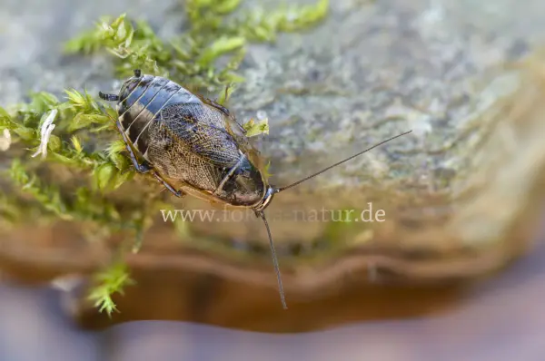 Fokus-Natur Bild