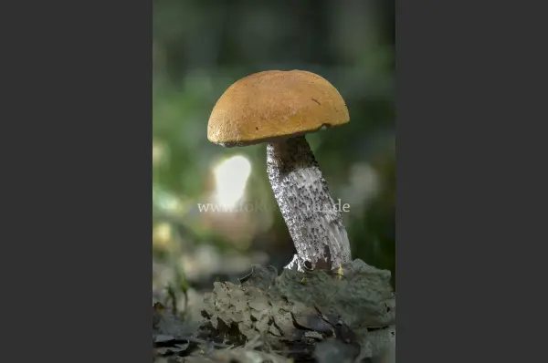 Fokus-Natur Bild