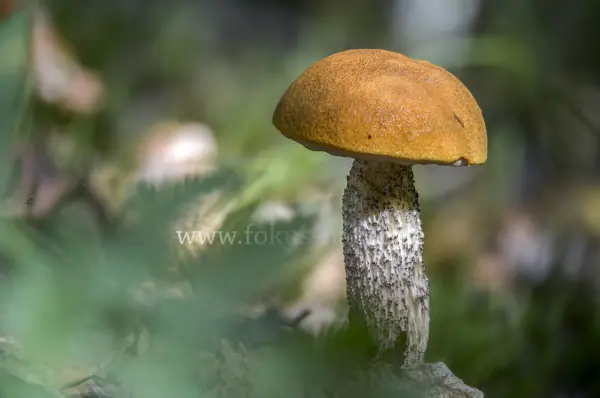 Fokus-Natur Bild