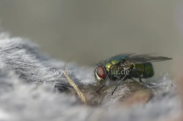 Fokus-Natur Bild