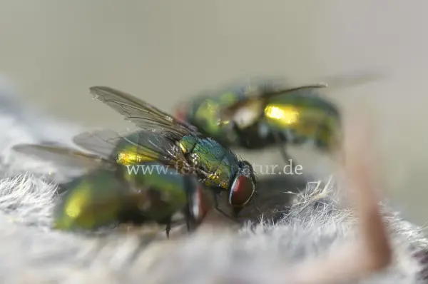 Fokus-Natur Bild