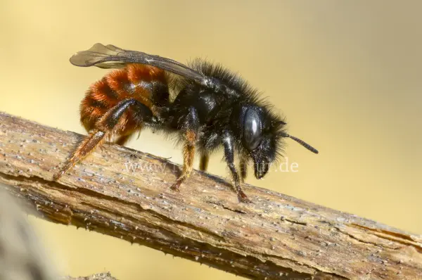 Fokus-Natur Bild