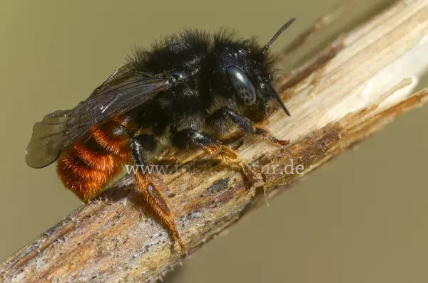 Fokus-Natur Bild
