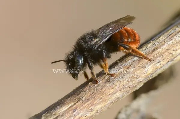 Fokus-Natur Bild