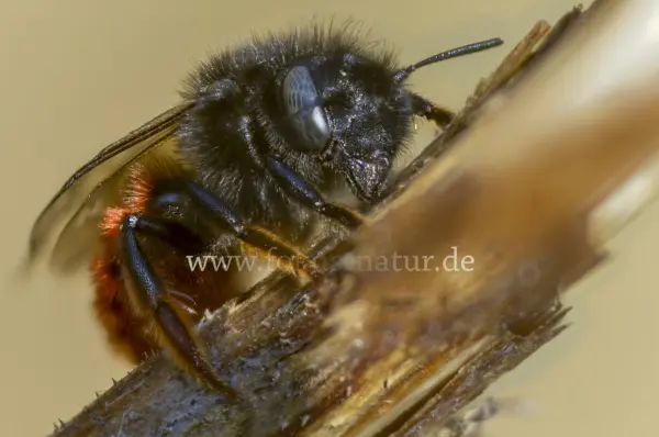 Fokus-Natur Bild
