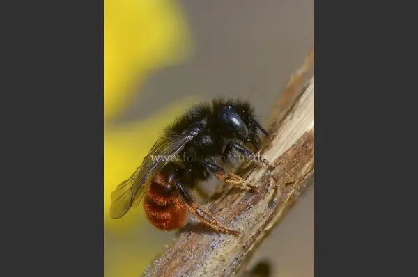 Fokus-Natur Bild