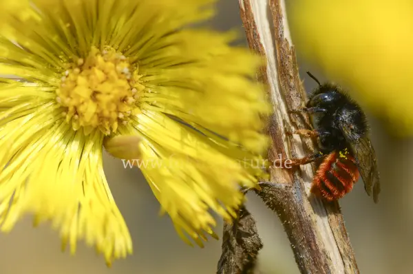 Fokus-Natur Bild